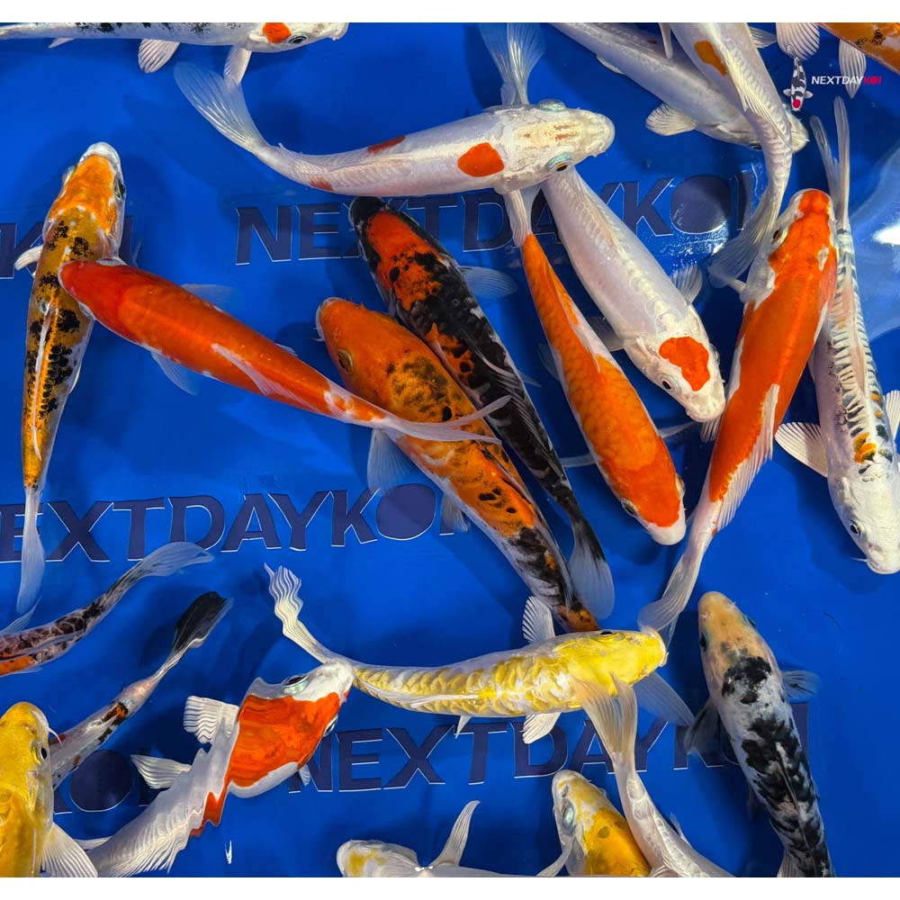 Imported Doitsu Koi Mix - Image 10
