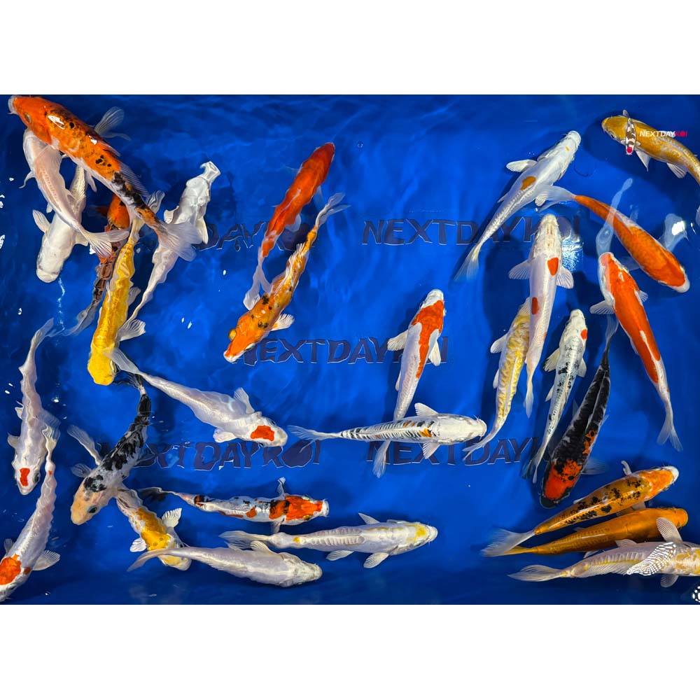 Imported Doitsu Koi Mix - Image 9