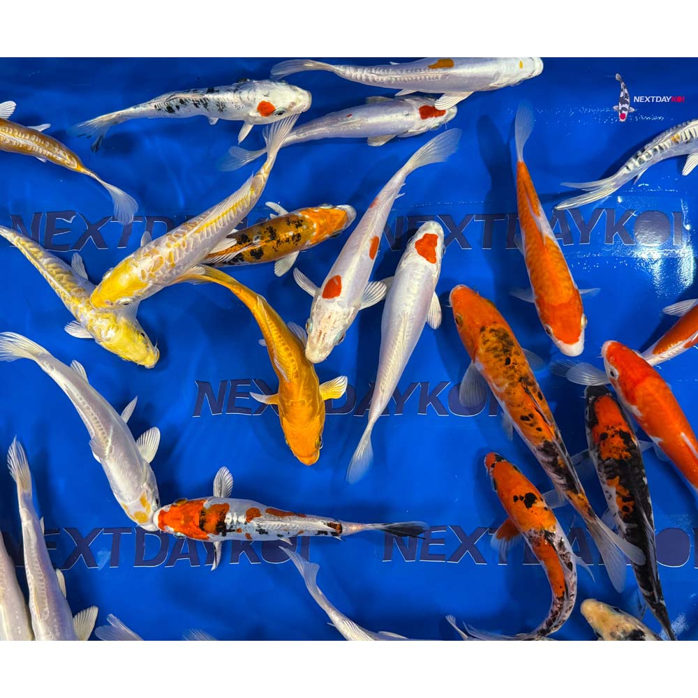 Imported Doitsu Koi Mix - Image 8