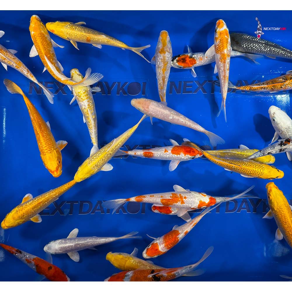 Imported Gin Rin Koi Mix