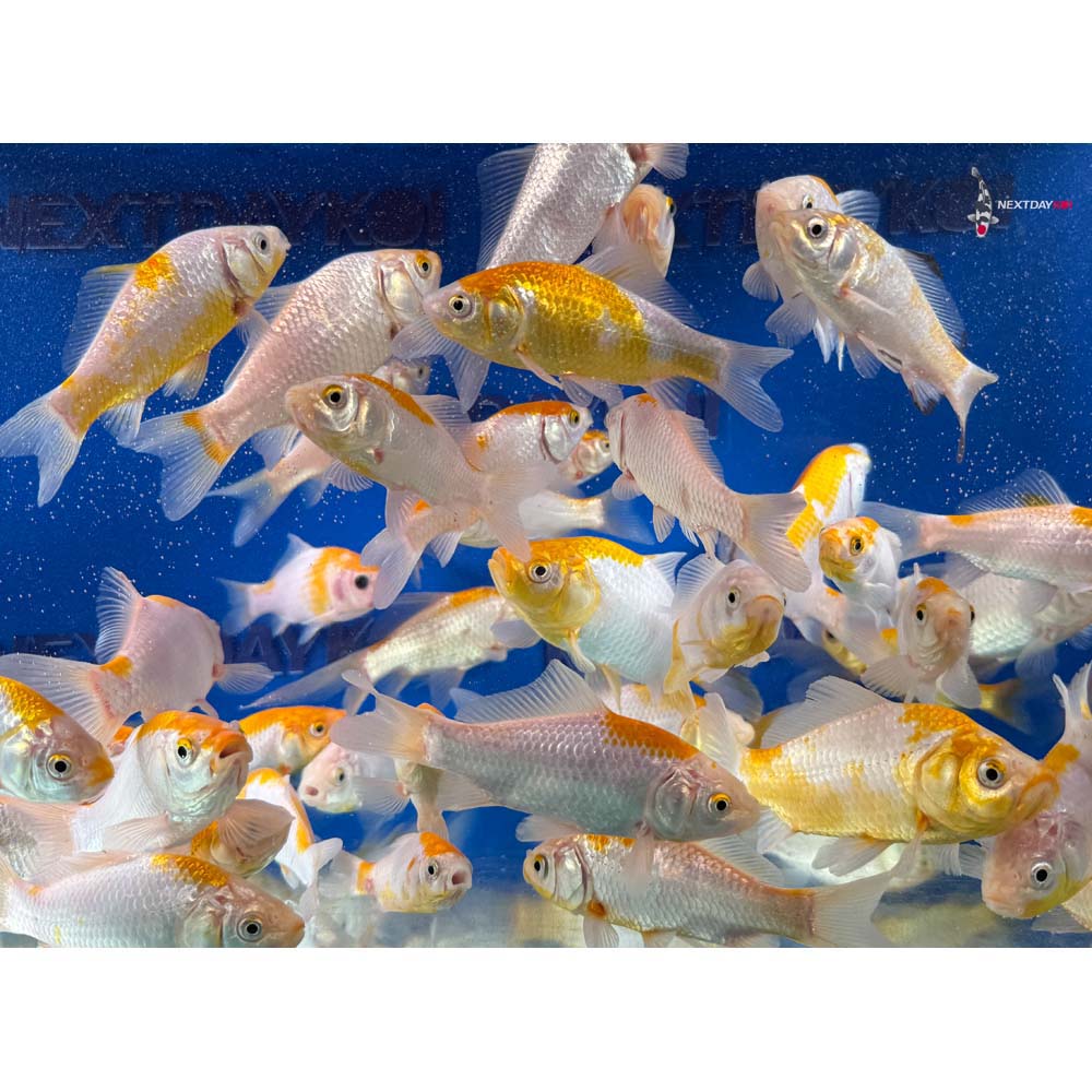 4-6” Imported Yellow Sarasa Comet Goldfish - Image 2