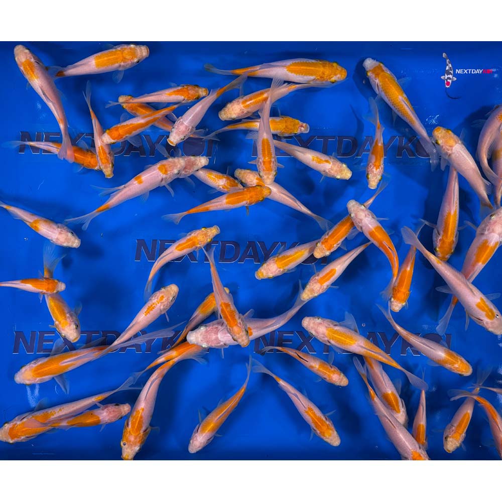 4-6” Imported Yellow Sarasa Comet Goldfish - Image 3