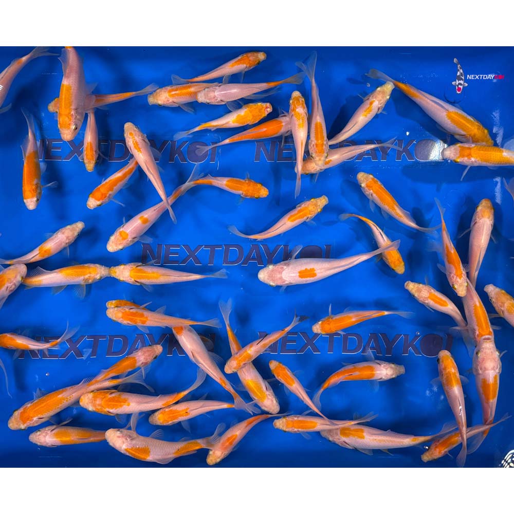 4-6” Imported Yellow Sarasa Comet Goldfish