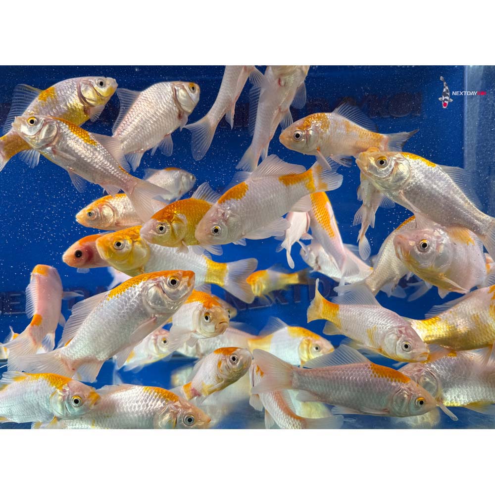 4-6” Imported Yellow Sarasa Comet Goldfish - Image 8