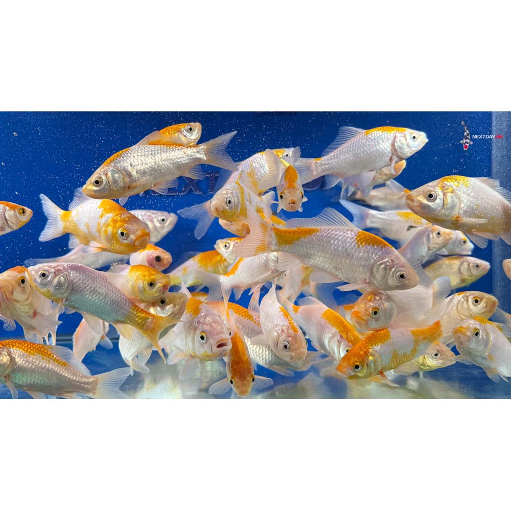 4-6” Imported Yellow Sarasa Comet Goldfish - Image 4