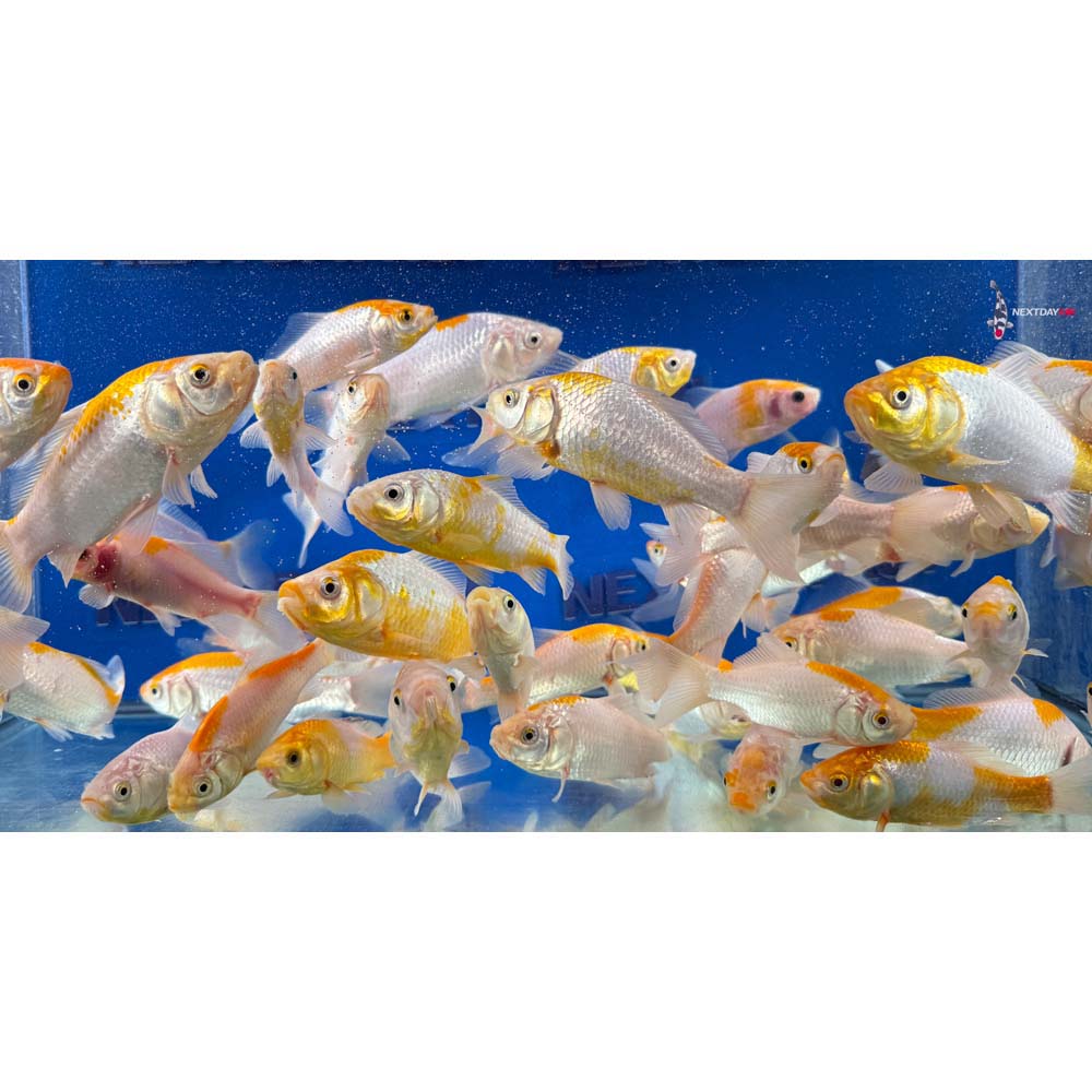 4-6” Imported Yellow Sarasa Comet Goldfish - Image 6