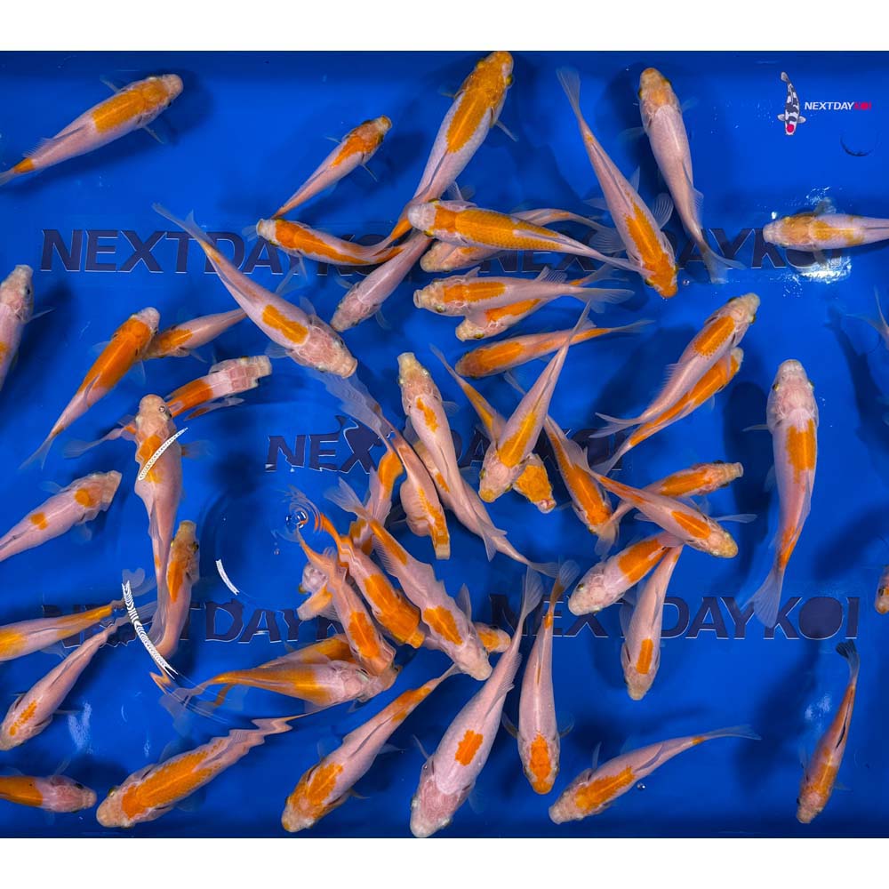 4-6” Imported Yellow Sarasa Comet Goldfish - Image 9