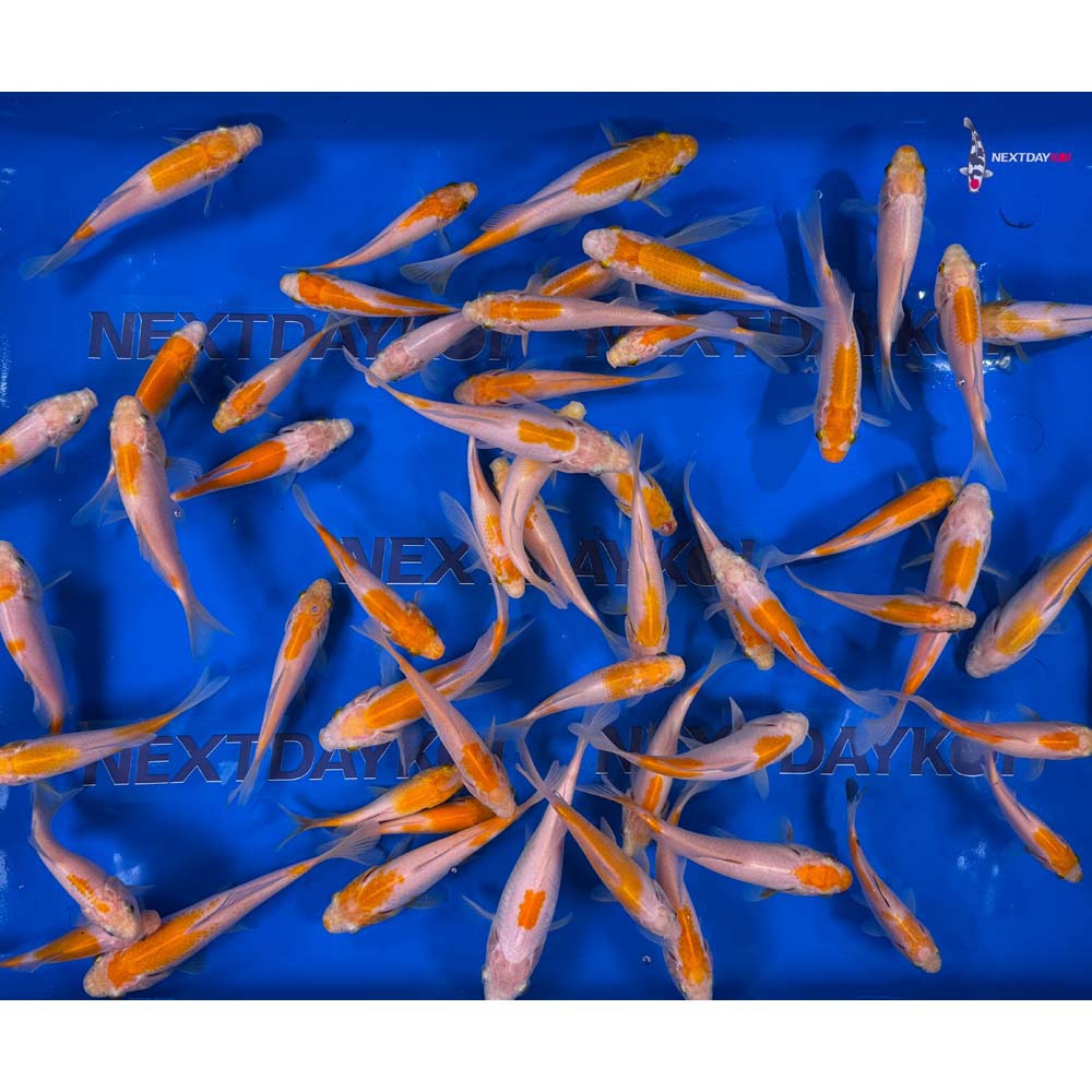 4-6” Imported Yellow Sarasa Comet Goldfish - Image 7