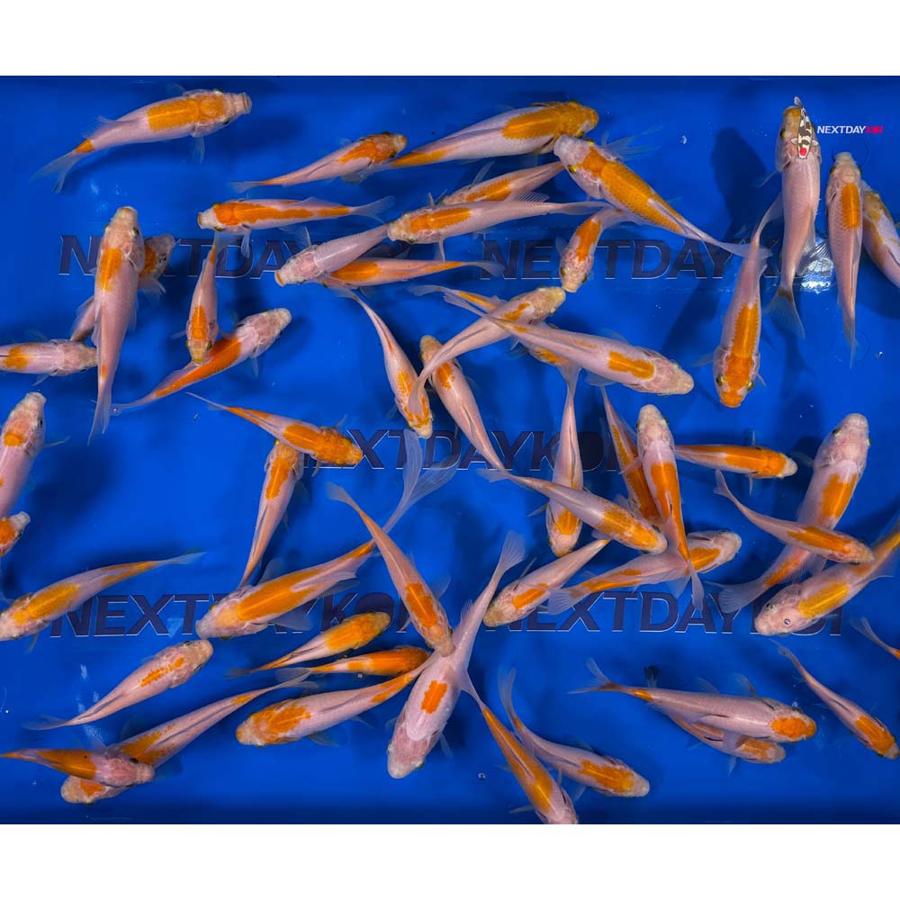 4-6” Imported Yellow Sarasa Comet Goldfish - Image 5
