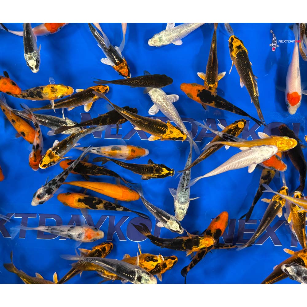 A Grade (Standard Grade) Imported Koi - Image 15
