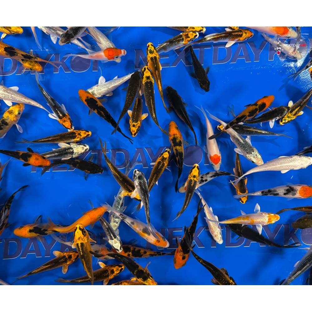 A Grade (Standard Grade) Imported Koi - Image 14