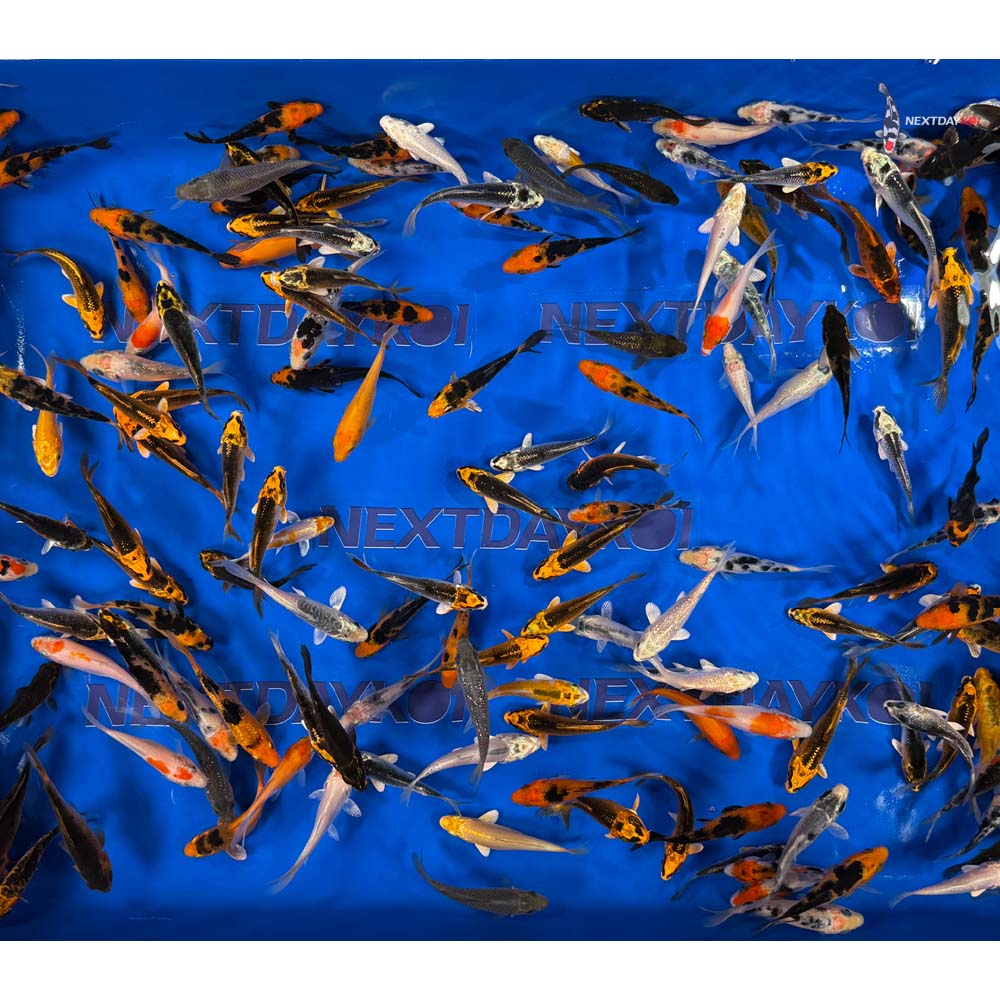 A Grade (Standard Grade) Imported Koi - Image 13