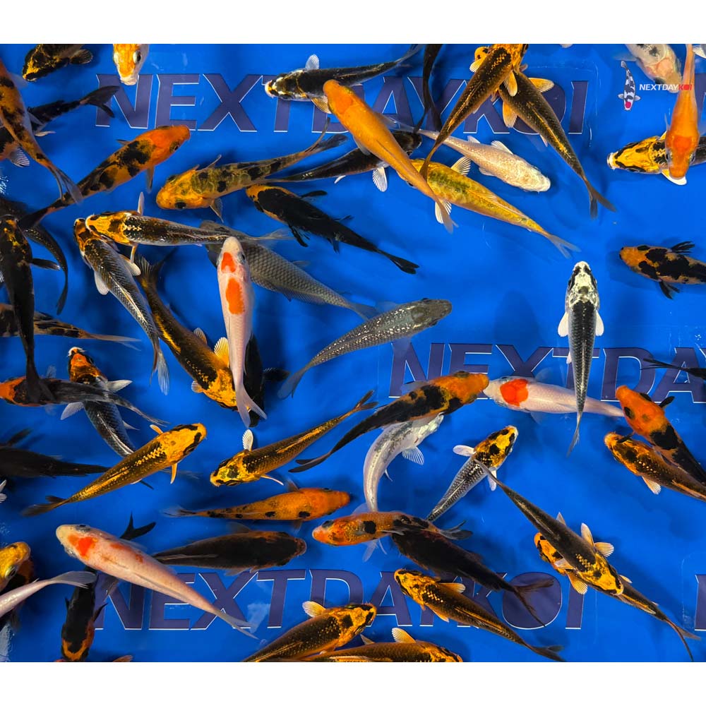 A Grade (Standard Grade) Imported Koi - Image 12