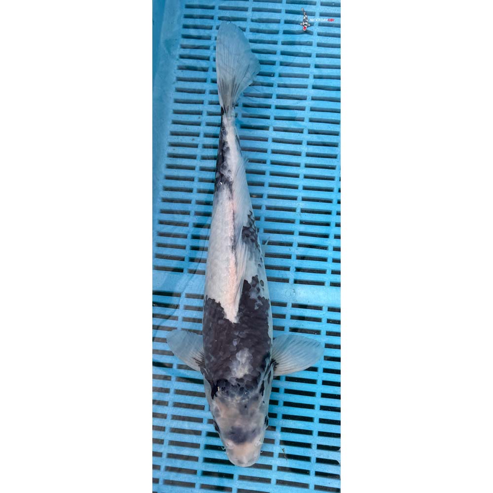 14-16” Imported Shiro Utsuri