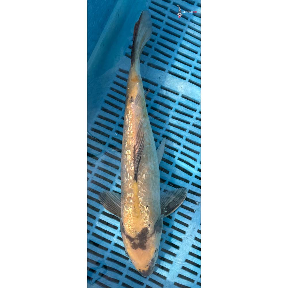 14-16” Imported Gin Rin Ki Utsuri