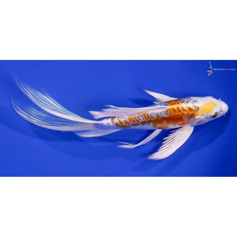 8” Imported Doitsu Lemon Hariwake Butterfly Koi