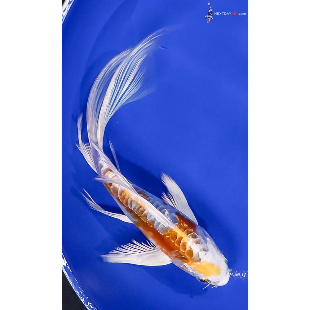 8” Imported Doitsu Lemon Hariwake Butterfly Koi