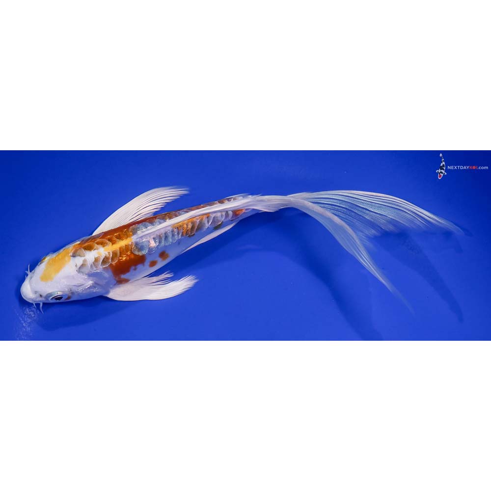 8” Imported Doitsu Lemon Hariwake Butterfly Koi