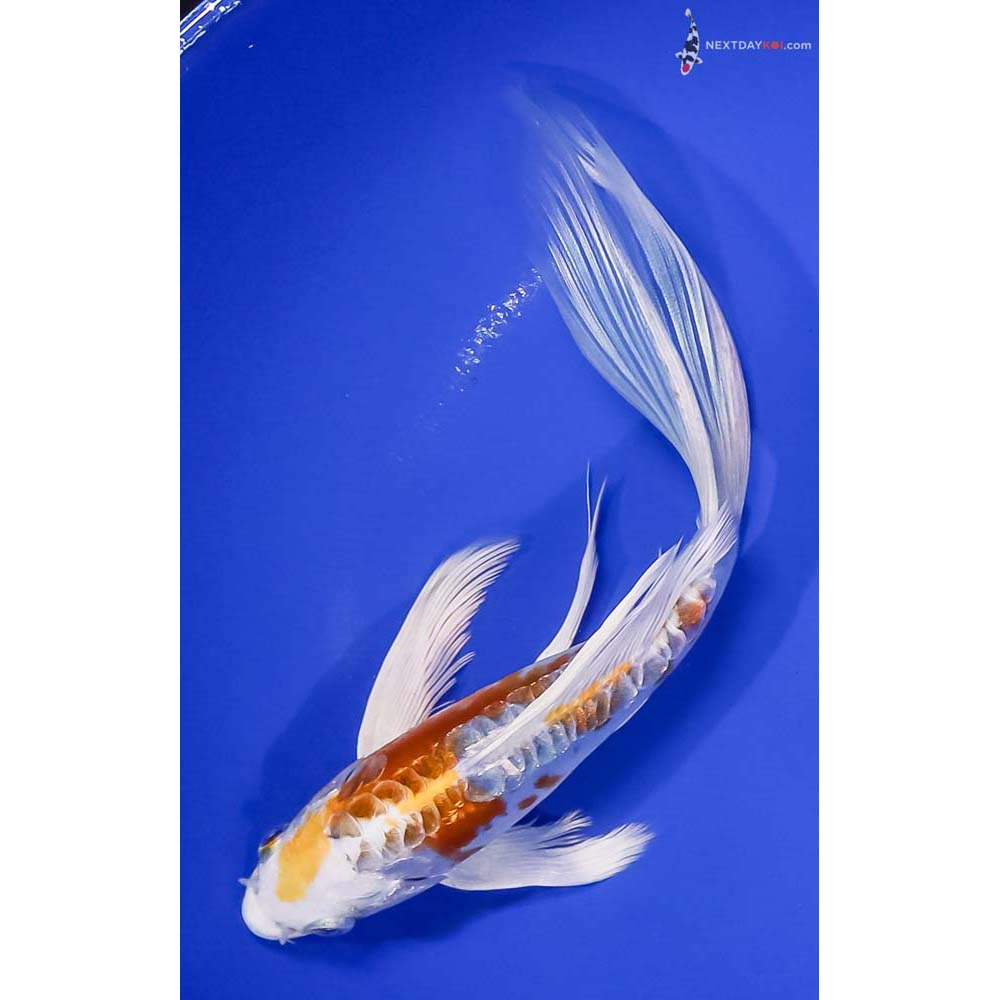 8” Imported Doitsu Lemon Hariwake Butterfly Koi