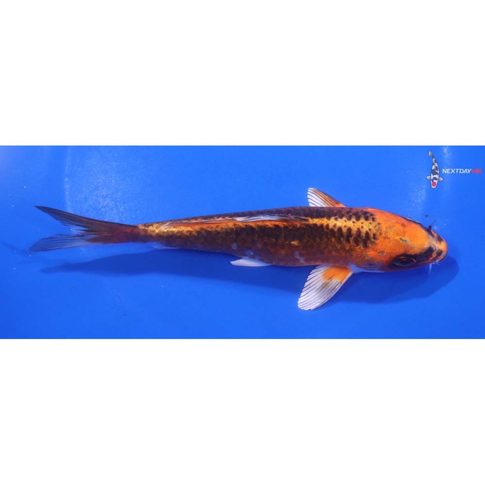 6” Imported Kujaku