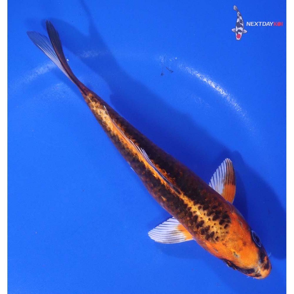 6” Imported Kujaku