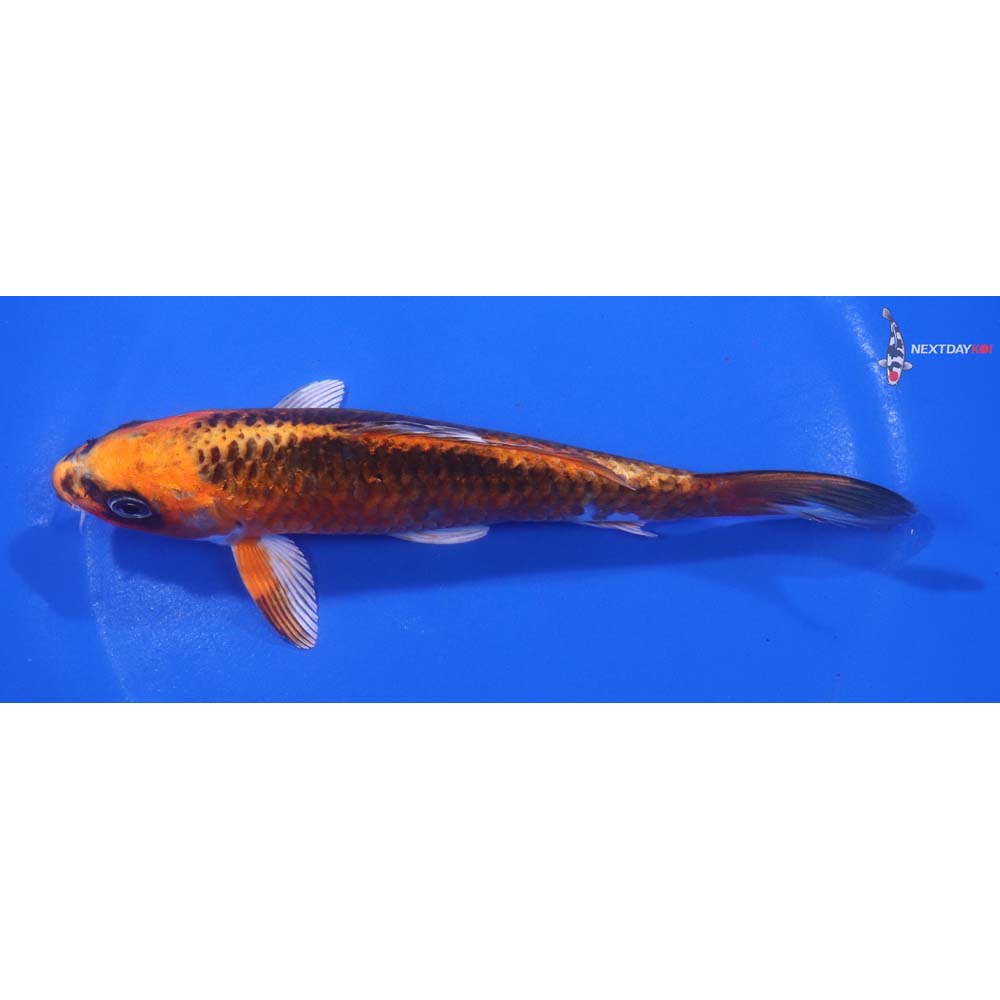 6” Imported Kujaku