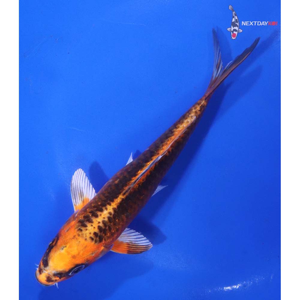 6” Imported Kujaku
