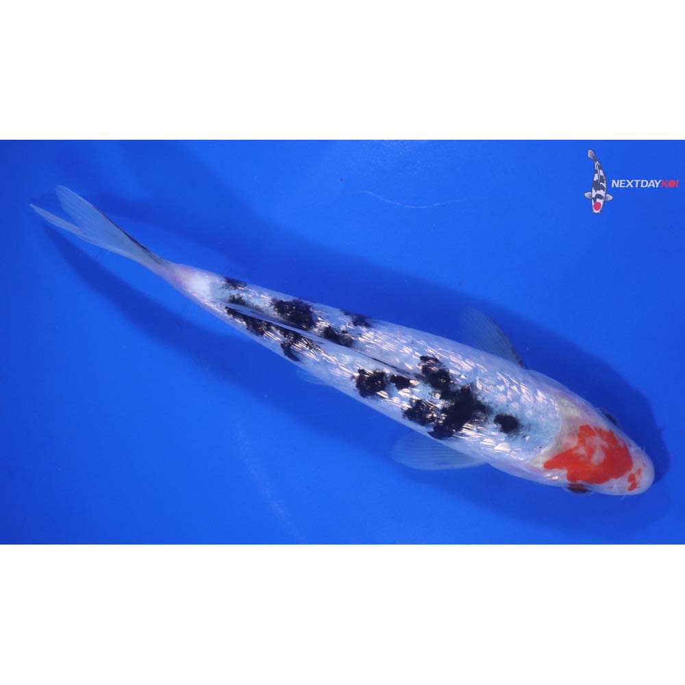 7” Imported Gin Rin Sanke