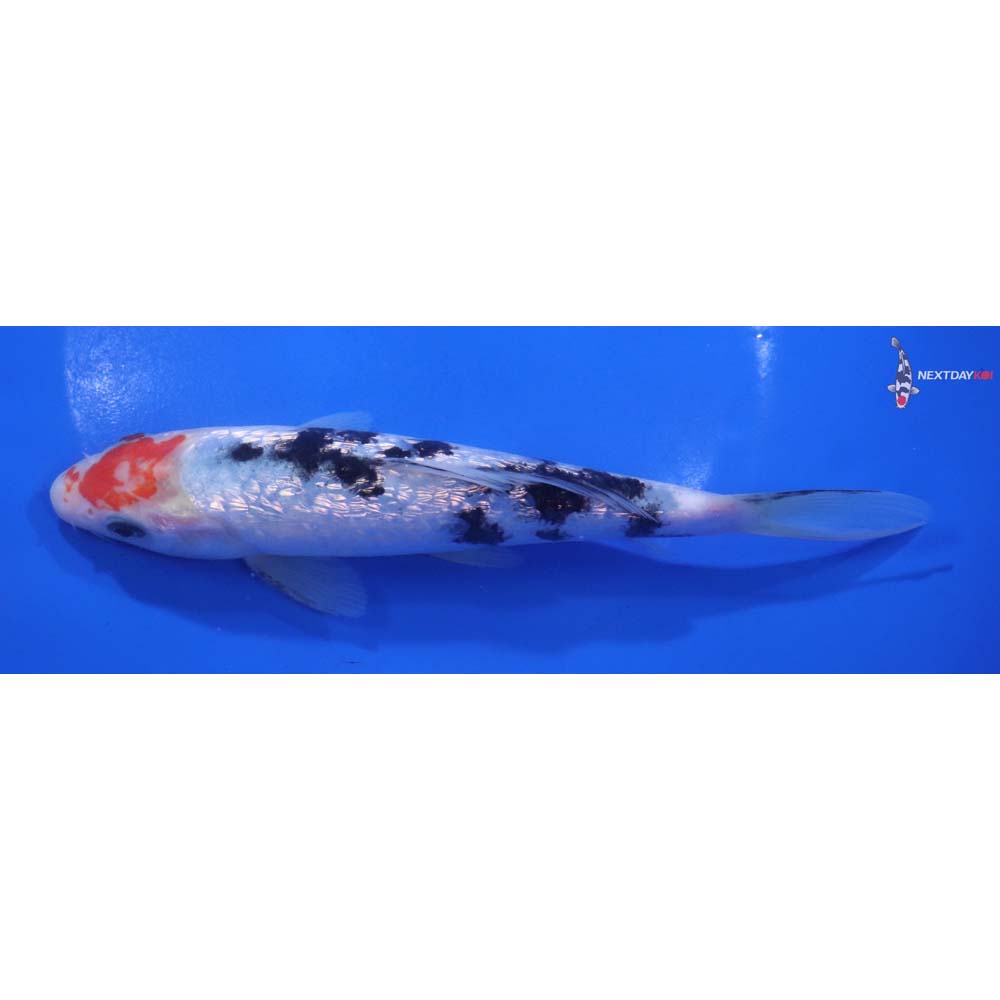 7” Imported Gin Rin Sanke