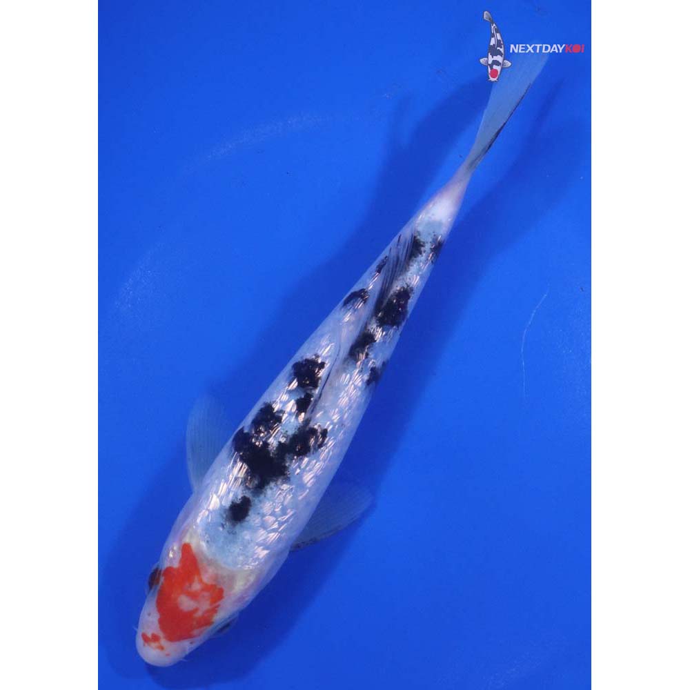 7” Imported Gin Rin Sanke