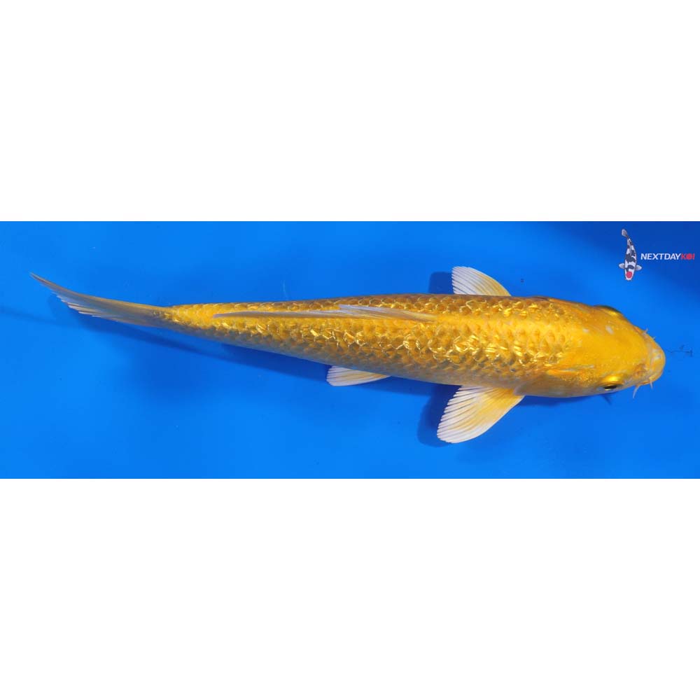 8” Imported Gin Rin Yamabuki Ogon