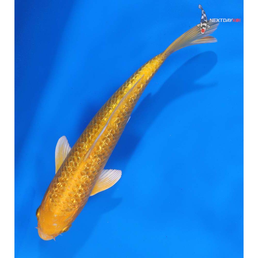 8” Imported Gin Rin Yamabuki Ogon