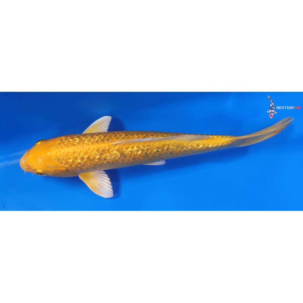 8” Imported Gin Rin Yamabuki Ogon