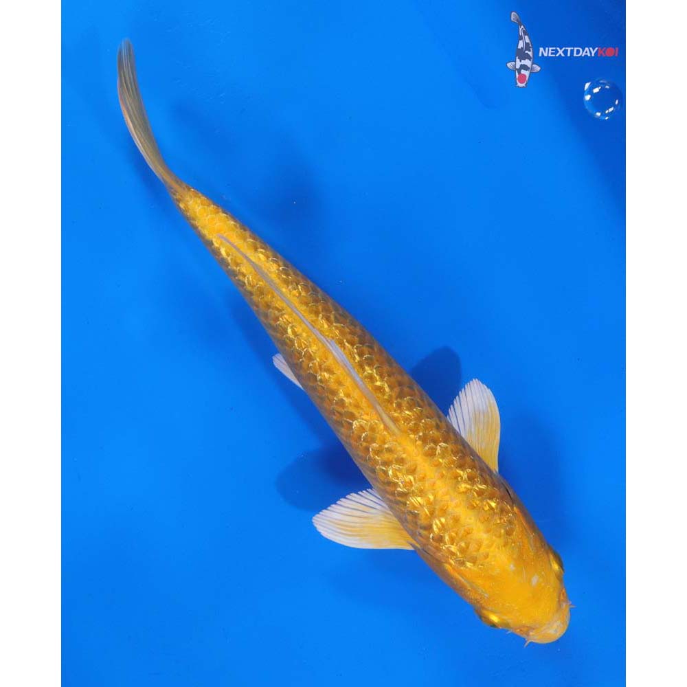 8” Imported Gin Rin Yamabuki Ogon