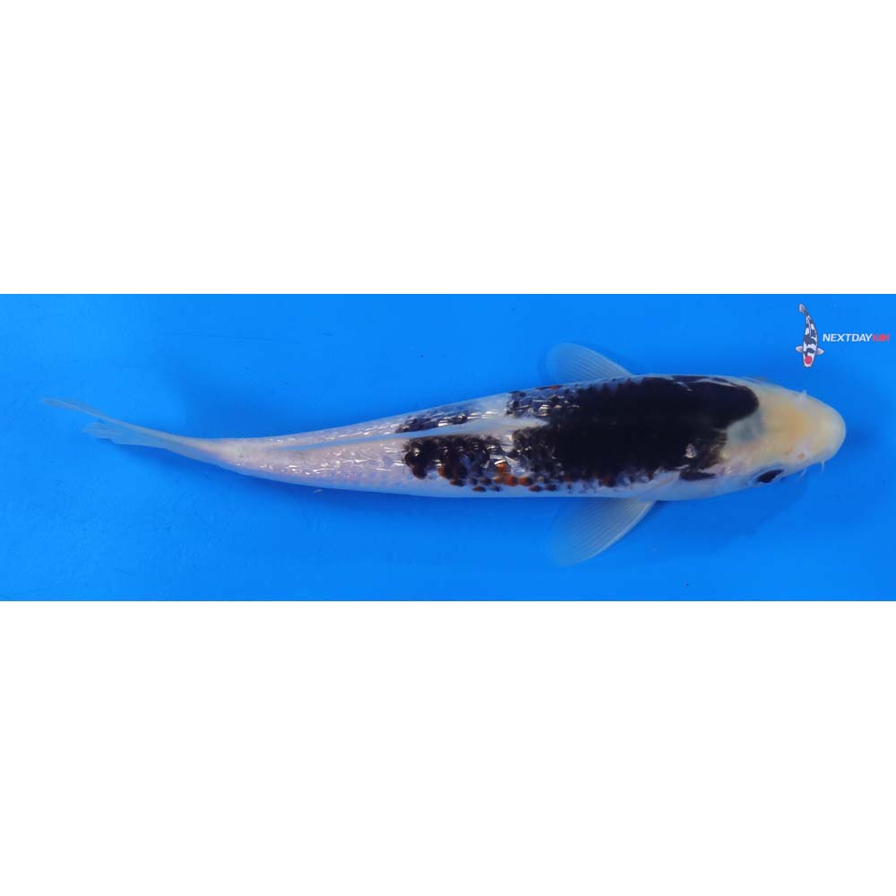 8” Imported Gin Rin Goromo