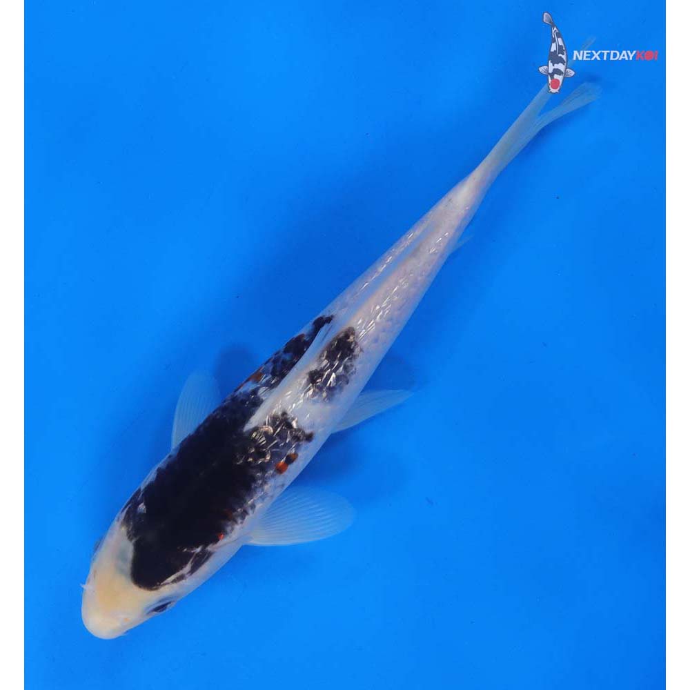 8” Imported Gin Rin Goromo