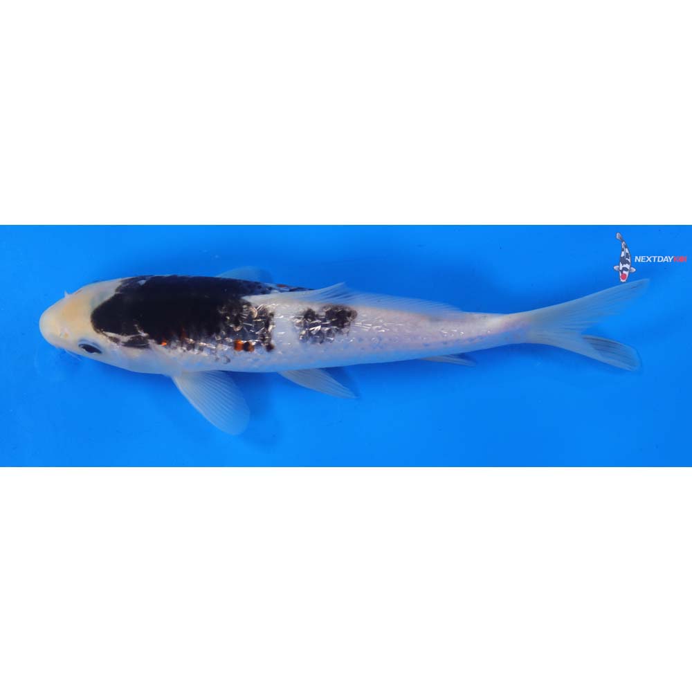 8” Imported Gin Rin Goromo