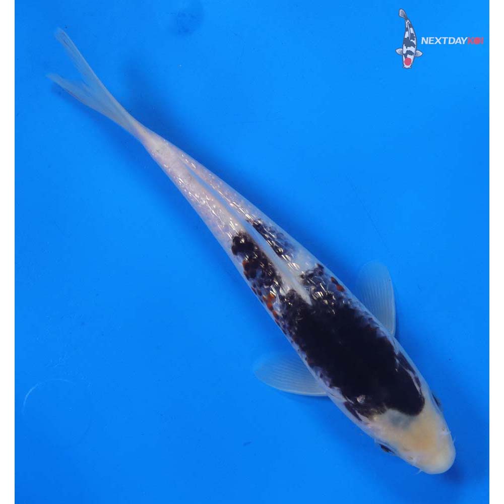 8” Imported Gin Rin Goromo
