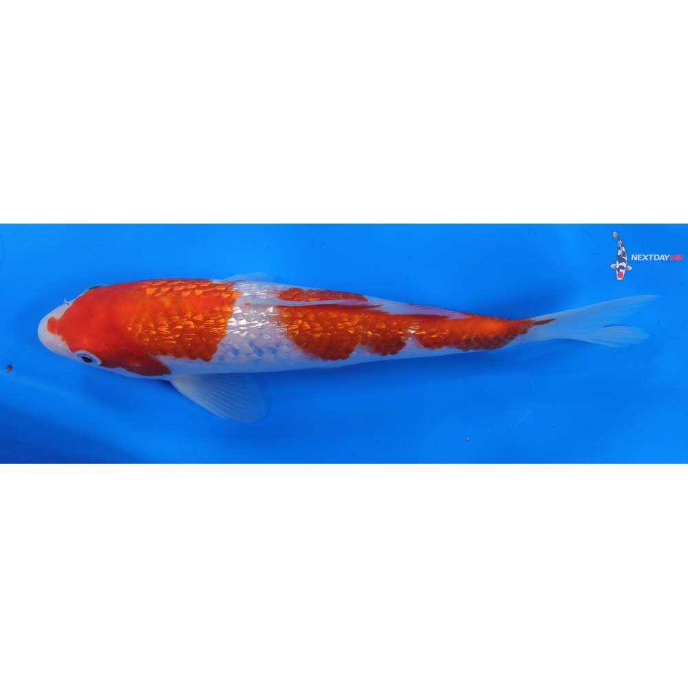 8” Imported Gin Rin Kohaku
