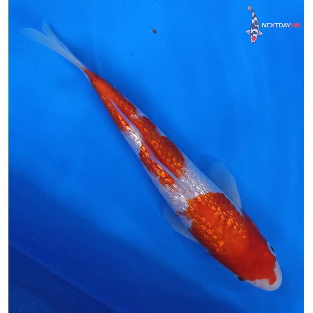 8” Imported Gin Rin Kohaku