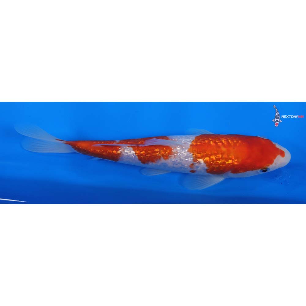 8” Imported Gin Rin Kohaku