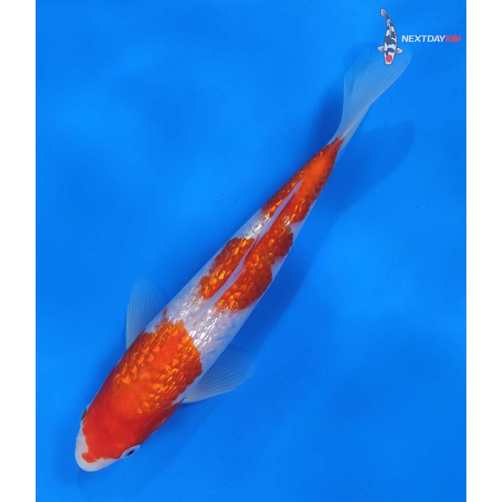 8” Imported Gin Rin Kohaku