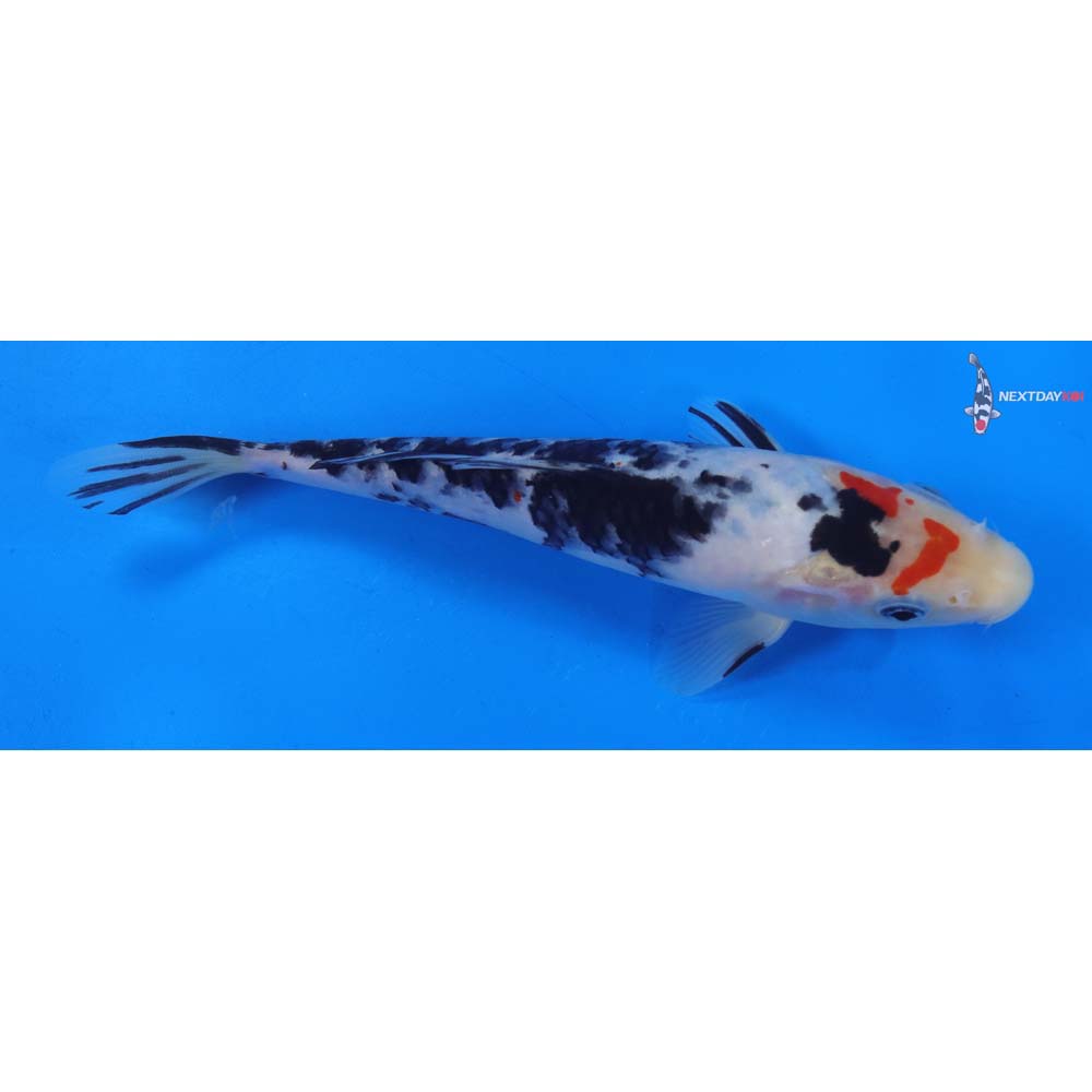 8” Imported Sanke