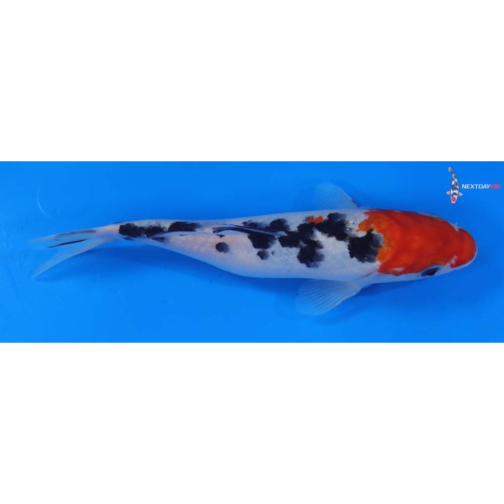 7.5” Imported Sanke