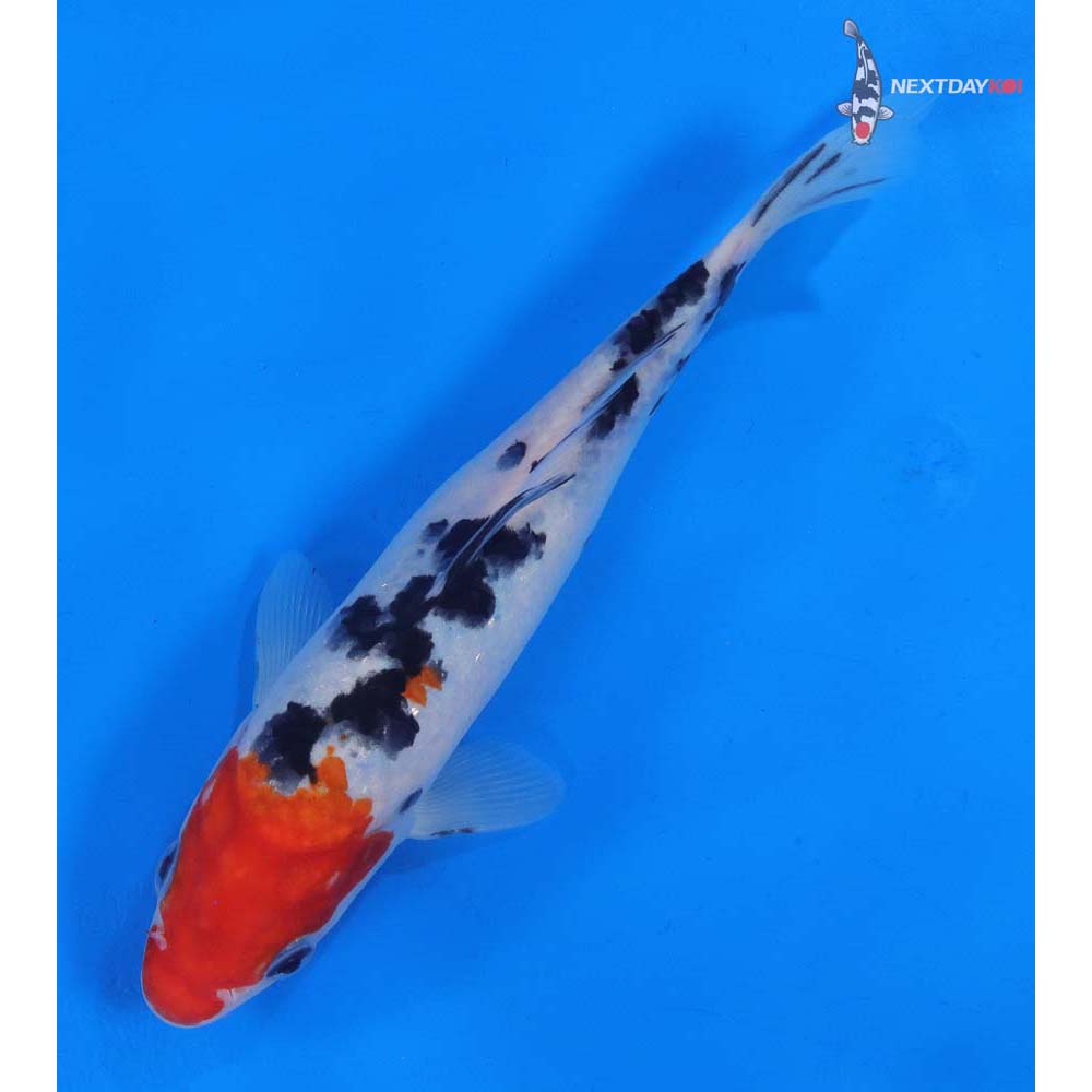 7.5” Imported Sanke