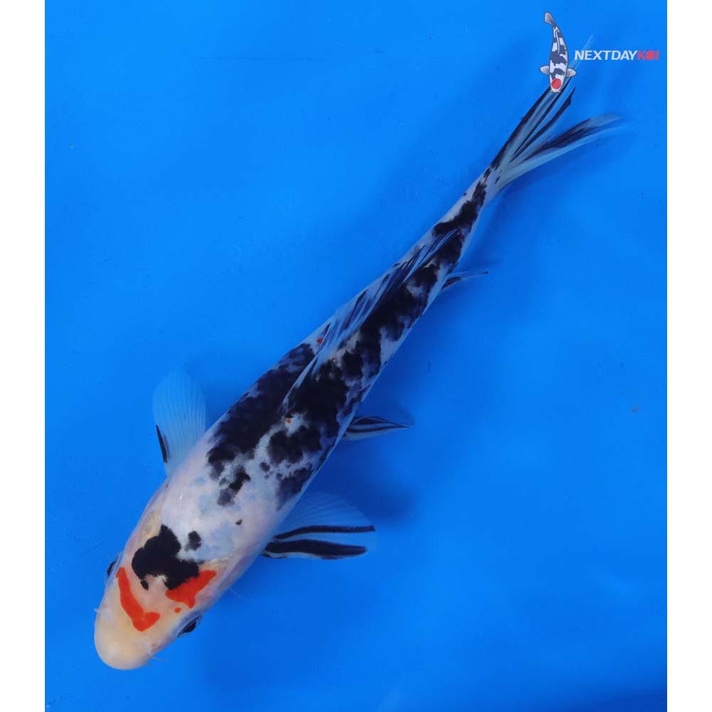 8” Imported Sanke