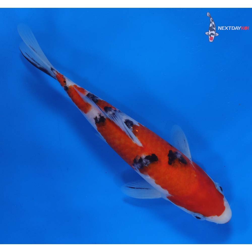 7.5” Imported Sanke