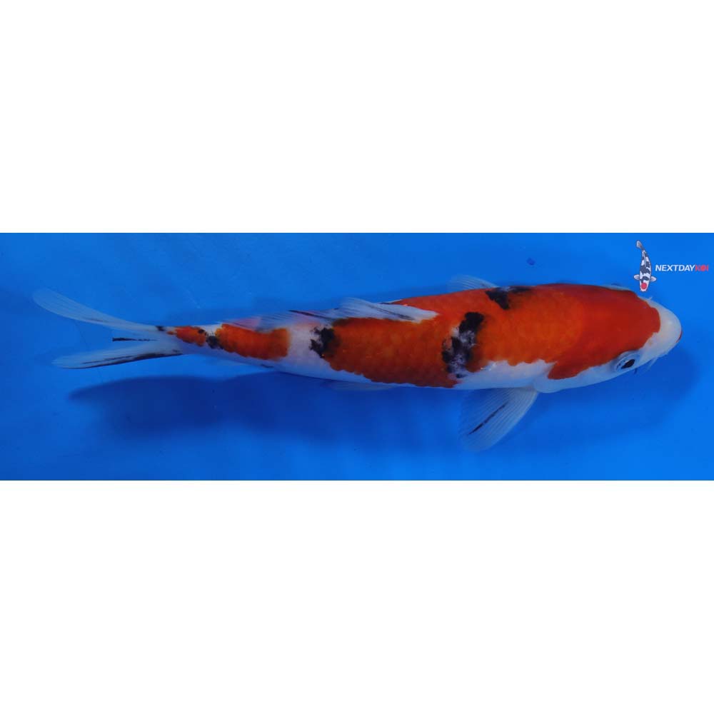 7.5” Imported Sanke