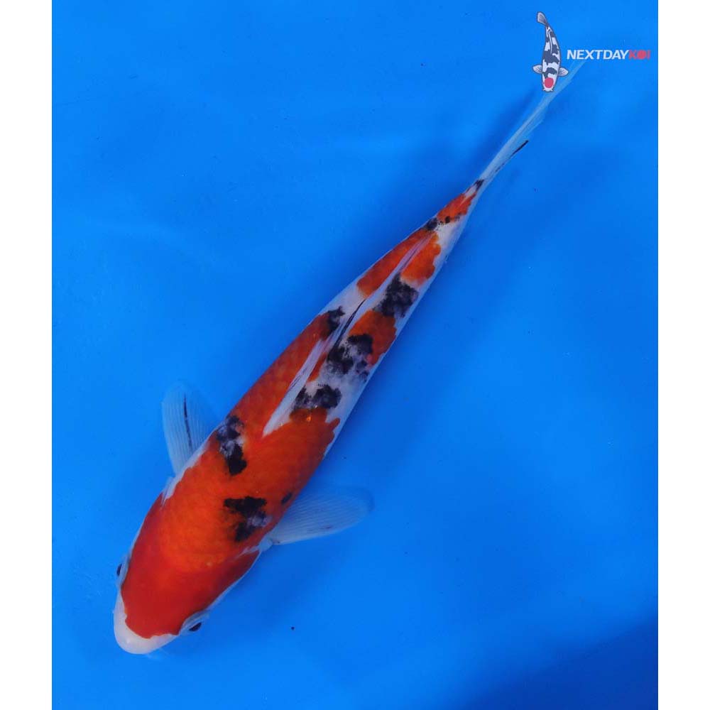 7.5” Imported Sanke