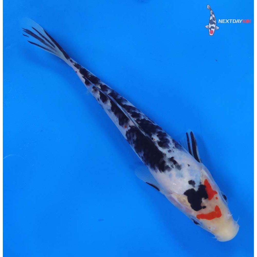 8” Imported Sanke